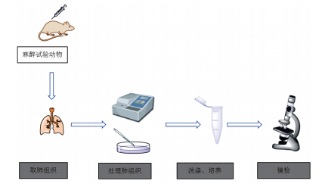 大鼠肺微血管內(nèi)皮細(xì)胞提取示意圖