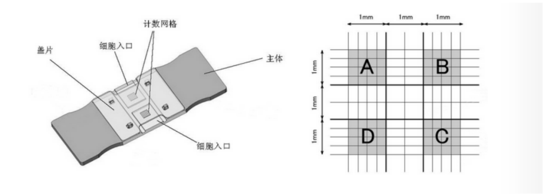 細胞計數(shù)