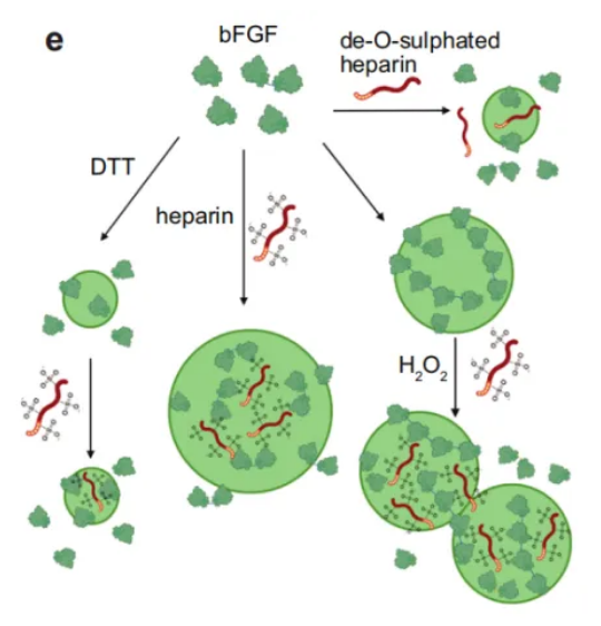 bFGF與肝素的相互作用