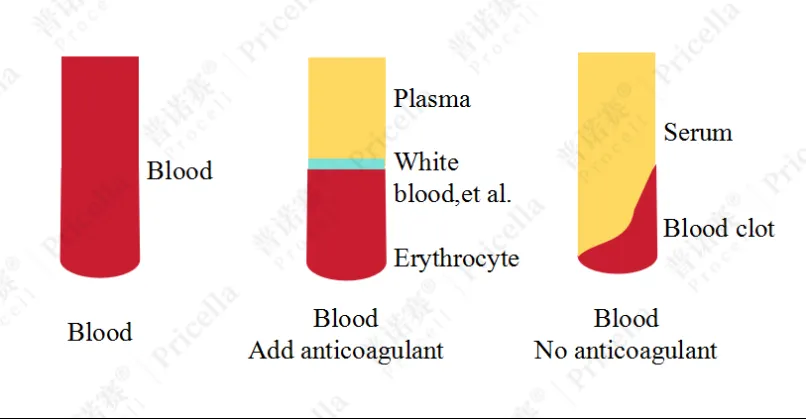 全血、血漿和血清示意圖