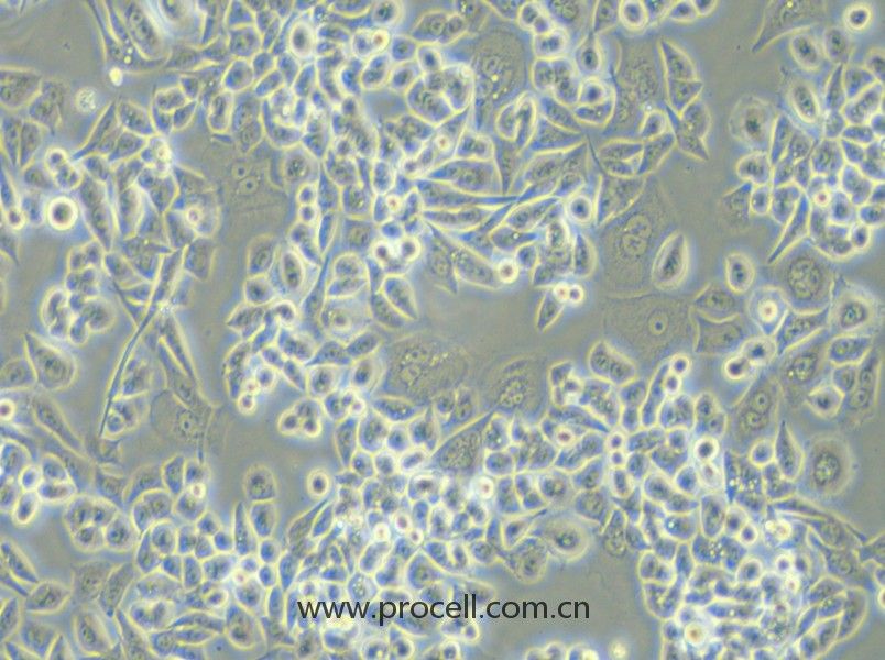 HCT-15-TAX (人結(jié)腸癌紫杉醇耐藥株) (STR鑒定正確)