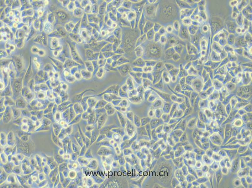 HCT-15-TAX (人結(jié)腸癌紫杉醇耐藥株) (STR鑒定正確)